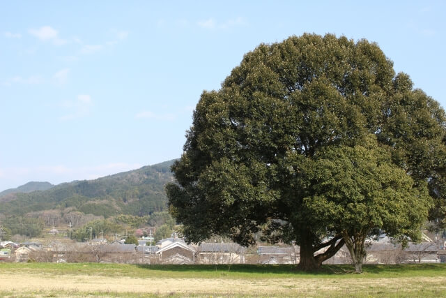 飛鳥時代の年号はいつ？