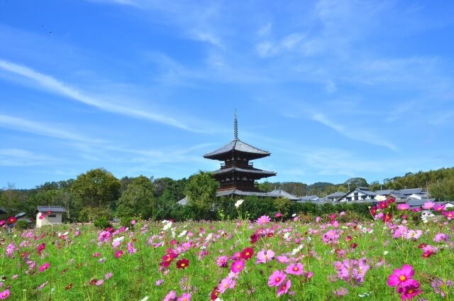 飛鳥時代と聖徳太子