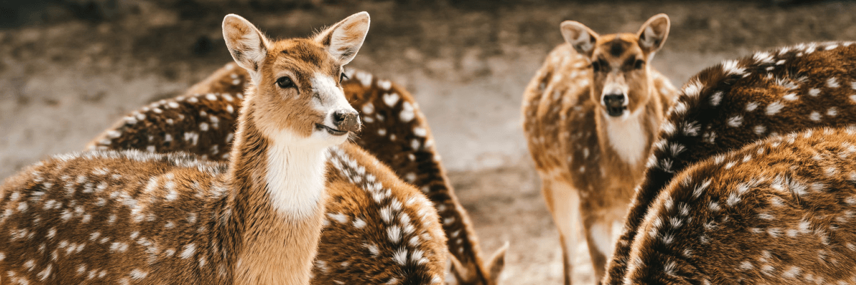 中学受験 理科で出題される動物